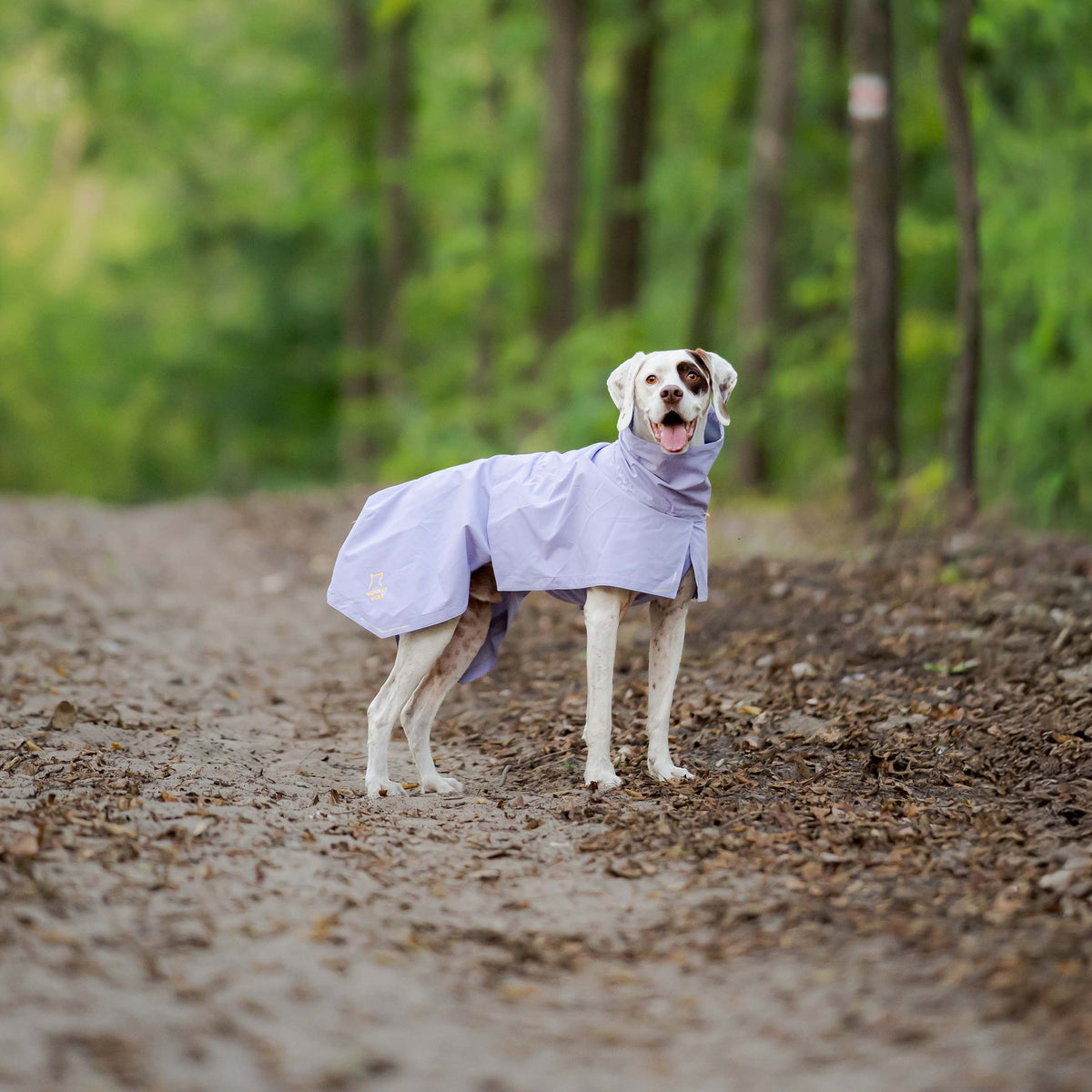 A spotted dog wearing a light purple raincoat stands on a dirt path in the woods.