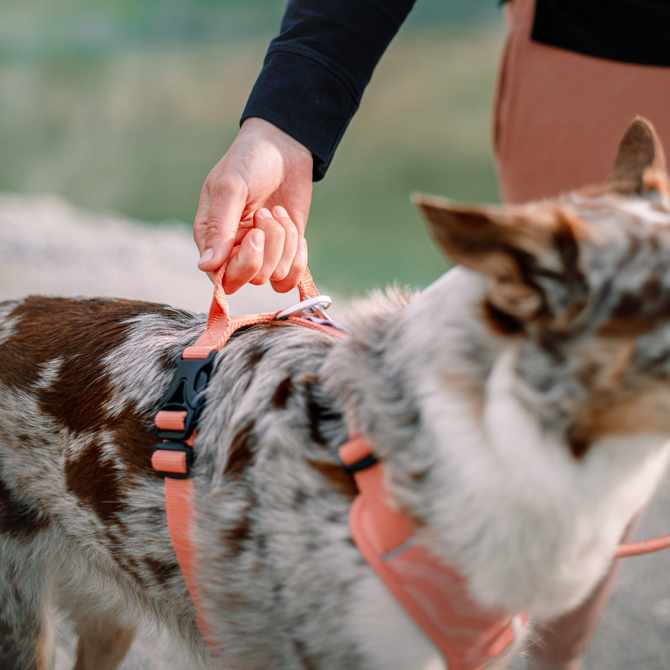 Roam Dog Harness - XS