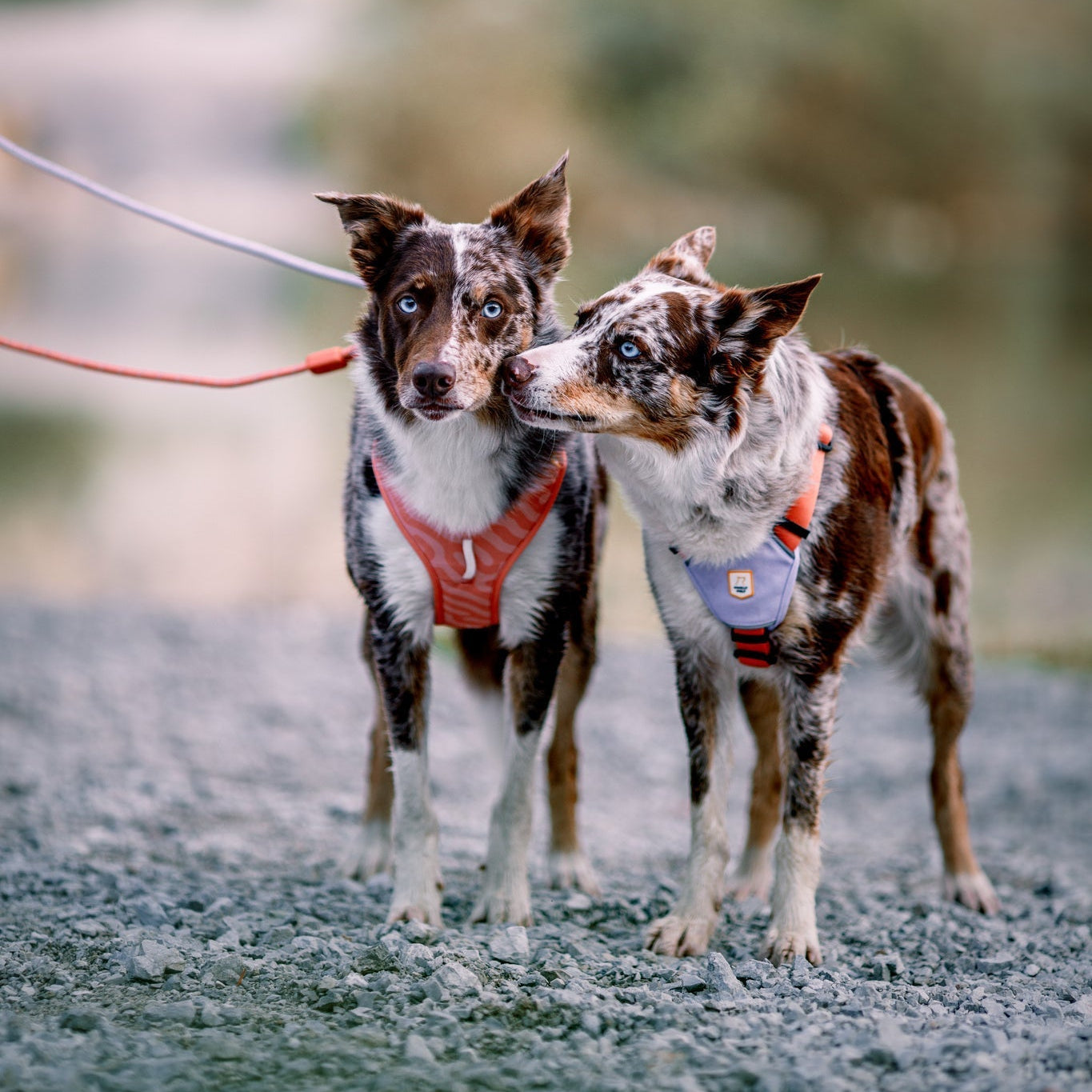 Roam Dog Harness - XS