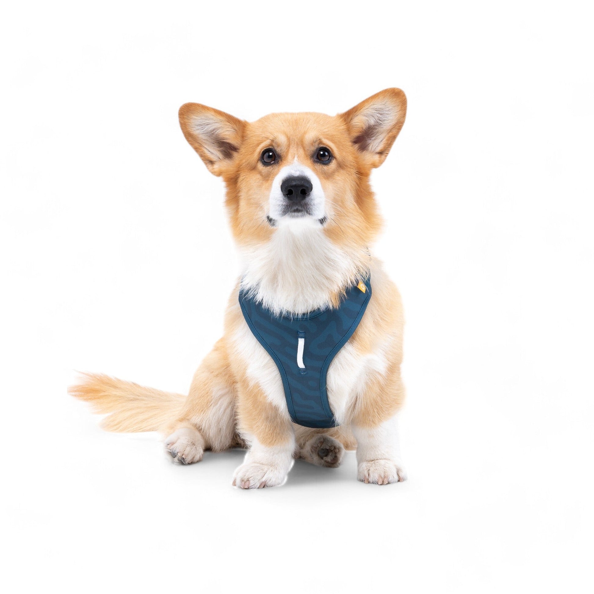 A corgi with tan fur and white markings sits facing forward on a plain white background, wearing the Roam Dog Harness in Deep Teal.