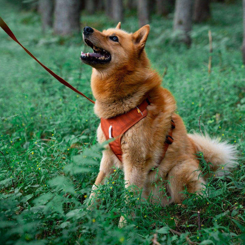 A fluffy brown dog wears the Roam Dog Harness Terracotta while sitting on green grass in a forest, looking up with its mouth open and tongue out. A leash is attached, and tall trees can be seen in the background.