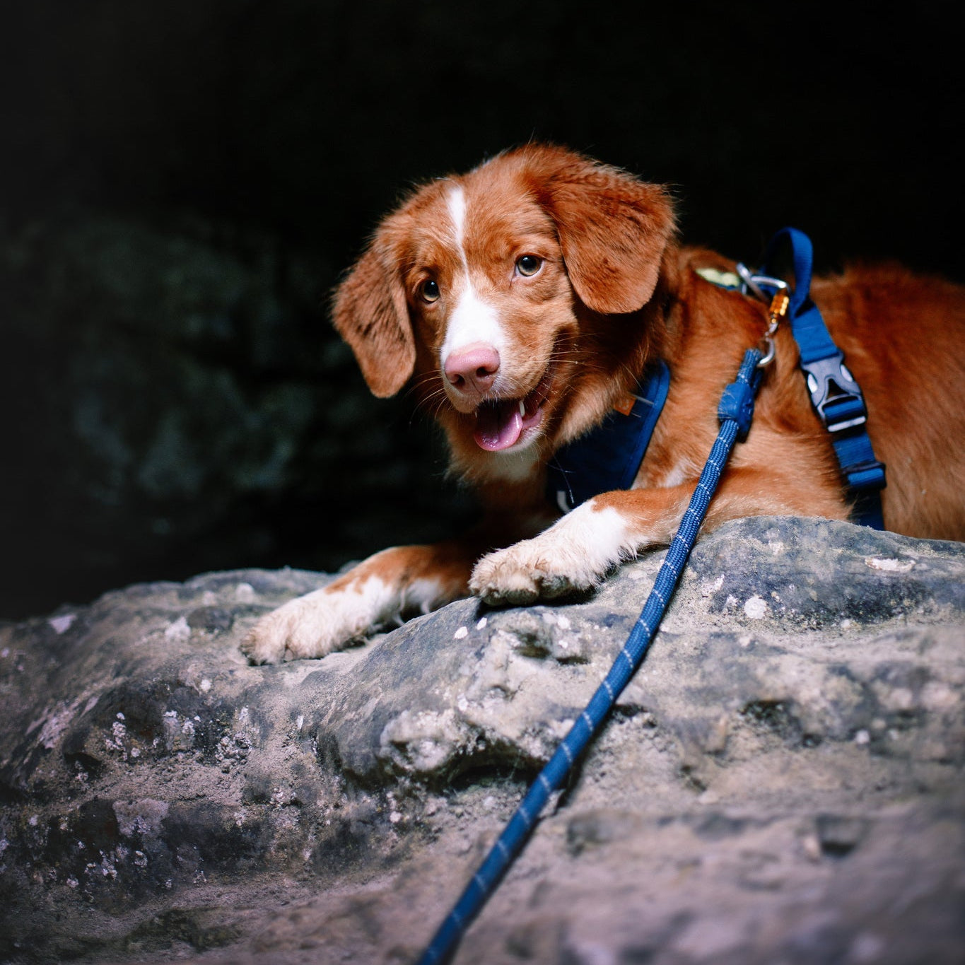 A brown and white dog wearing a blue harness and the Rope Dog Leash Deep Teal lies on a rocky surface, looking at the camera with its mouth slightly open against a dark, blurry background.
