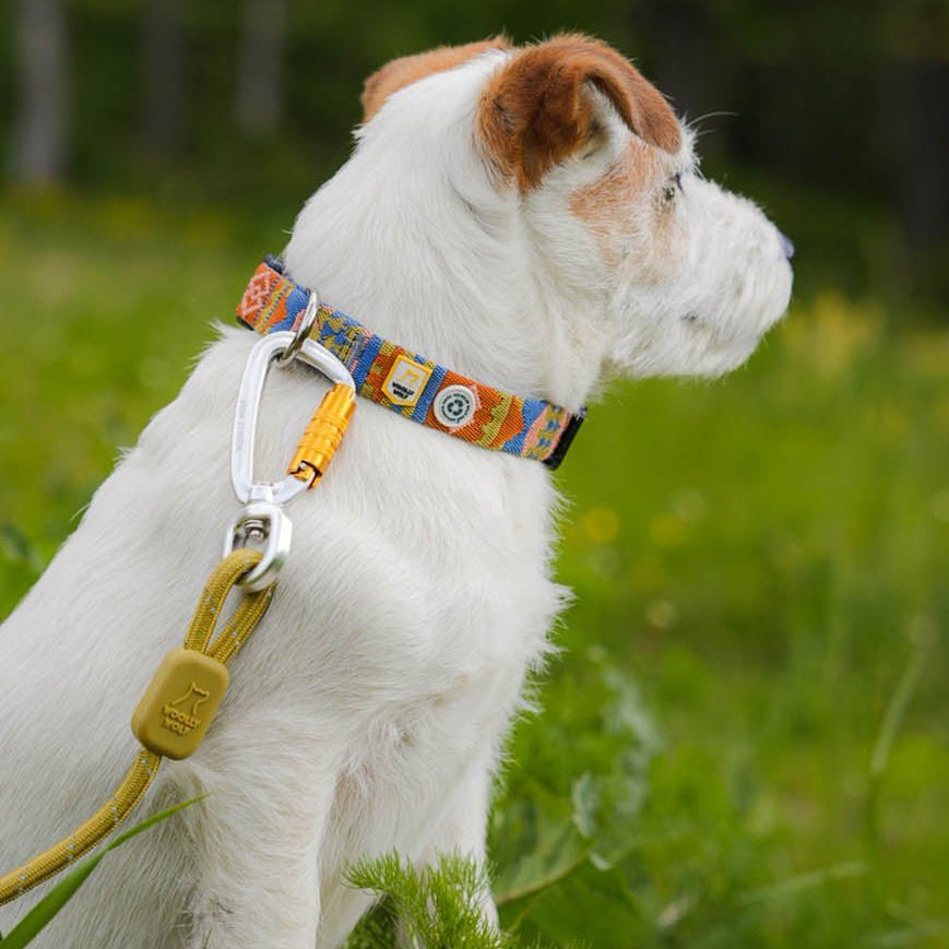 A small white dog with brown ears sits on green grass, wearing a colorful collar and the Rope Dog Leash Thin Pistachio, looking to the right. The blurred background features trees and foliage.