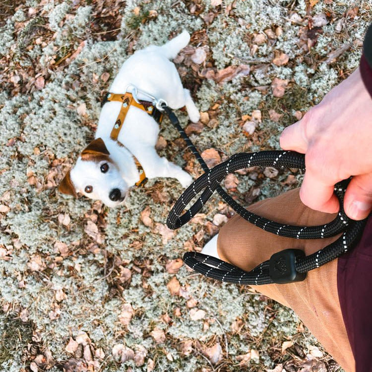 Woolly Wolf Rope Leash Black - 10mm