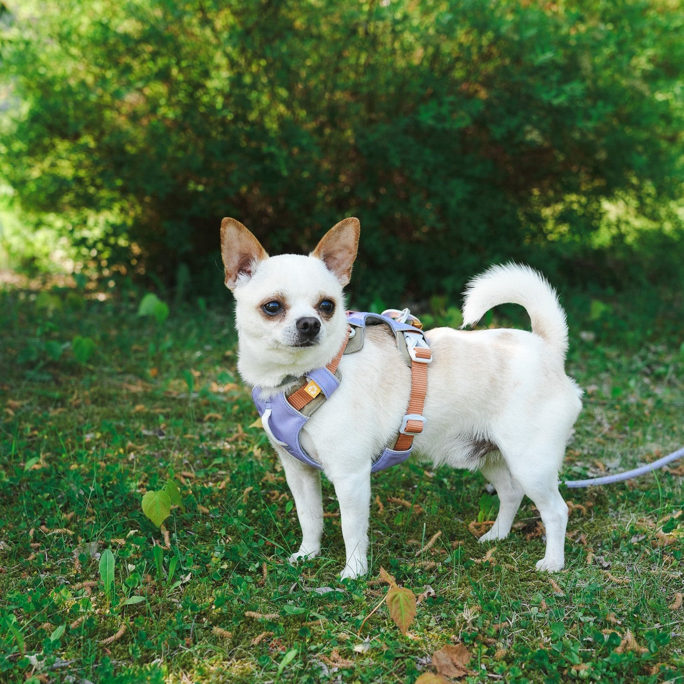 Alpha 360 Harness - Lavender MixXS