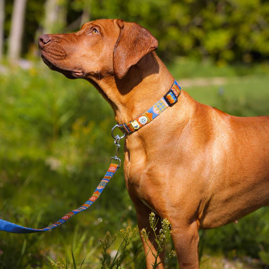Nightless Night Leash -