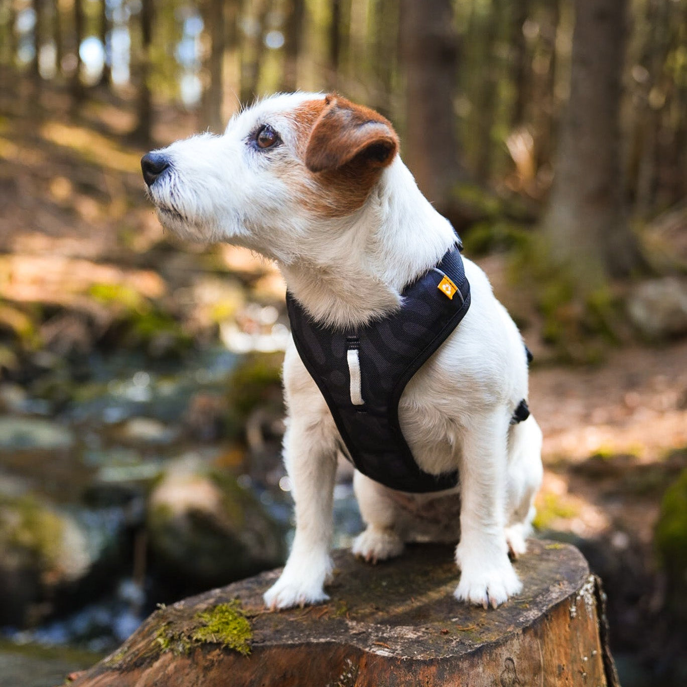 Roam Harness - Black RippleXS