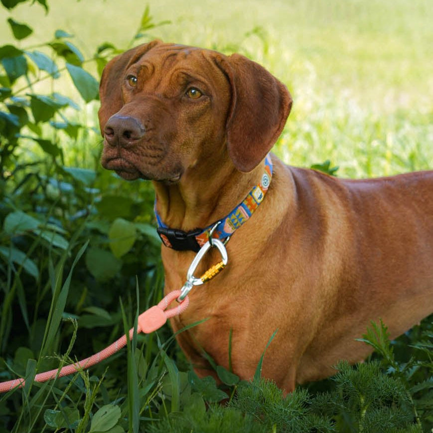 Rope Leash Salmon Pink - 8mm
