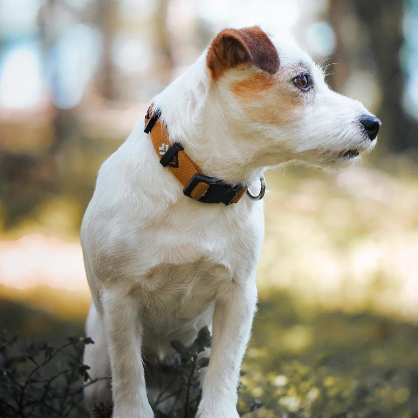 Sea to Summit Collar - S