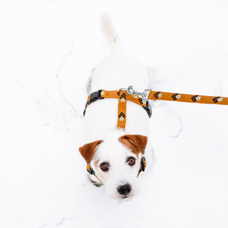Sea to Summit Leash -